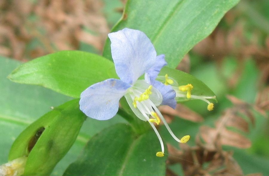 Commelina communis